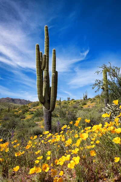 Plano Vertical Flores Cactus —  Fotos de Stock