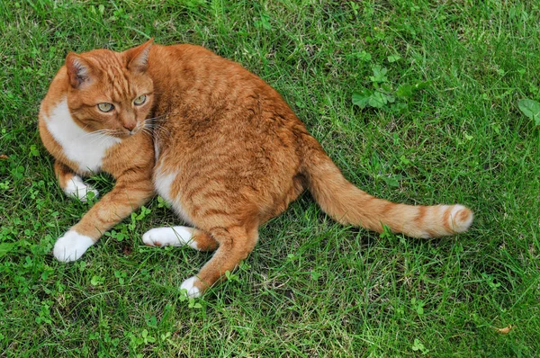 Lindo Gato Naranja Sentado Sobre Hierba Verde — Foto de Stock
