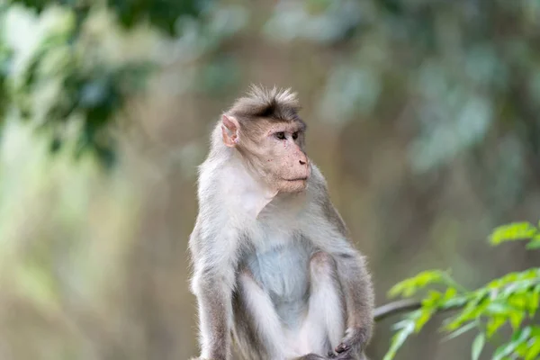 Närbild Rhesus Macaque — Stockfoto