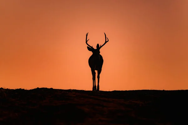 オレンジの空に角のある鹿のシルエット — ストック写真