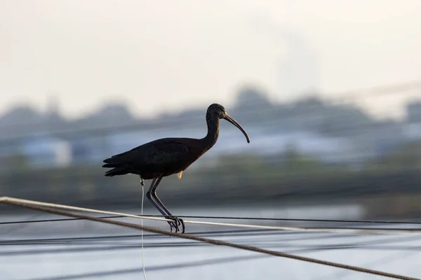 Ibis Brilhante Empoleirado Fio — Fotografia de Stock