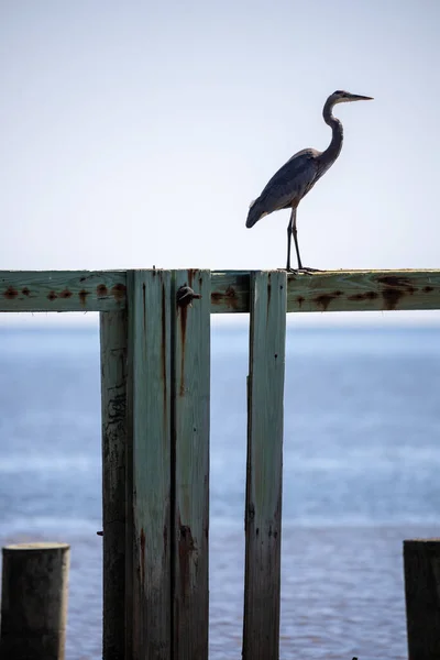 Beautiful Shot White Heron Wooden Bridge — Stock Photo, Image