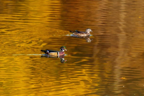 Deux Canards Bois Nageant Dans Étang Lac — Photo