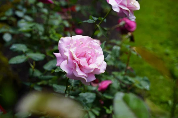 Beautiful View Rose Blooming Garden — Stock Photo, Image