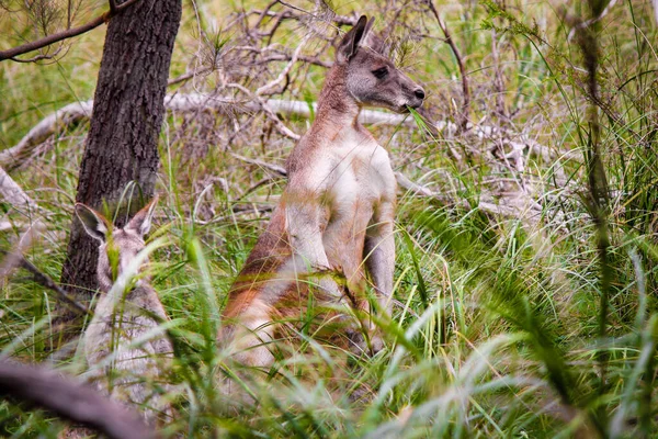 Una Vista Canguro Parado Bosque —  Fotos de Stock