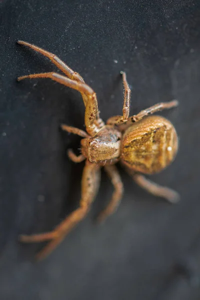 Vertical Closeup Xysticus Spider Dark Background — Stock Photo, Image