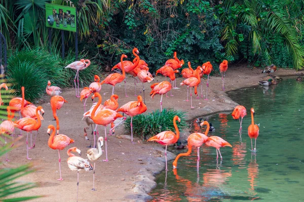 鬱蒼とした緑の植生の中 澄んだ湖の海岸にあるフラミンゴの群生 — ストック写真