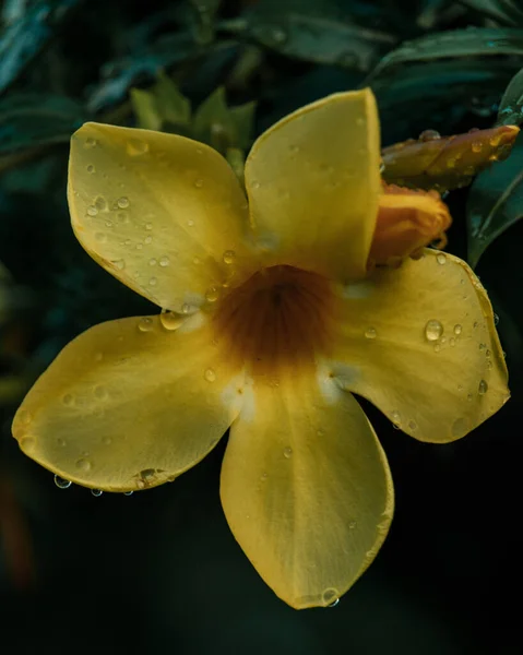Eine Vertikale Nahaufnahme Einer Goldenen Trompetenblume Mit Regentropfen — Stockfoto