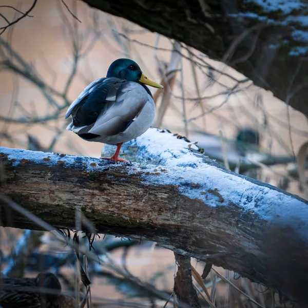 在雪地的森林里 一只小鸟在树上的特写镜头 — 图库照片