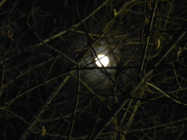 Beautiful Shot Full Moon Tree Branches Foreground — 图库照片