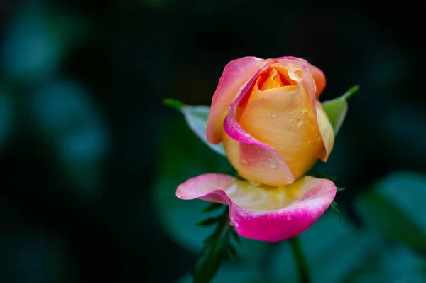 Szelektív Egy Elegáns Rózsa Kertben — Stock Fotó