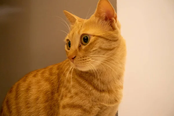 Egy Közeli Felvétel Egy Sárga Macskáról — Stock Fotó
