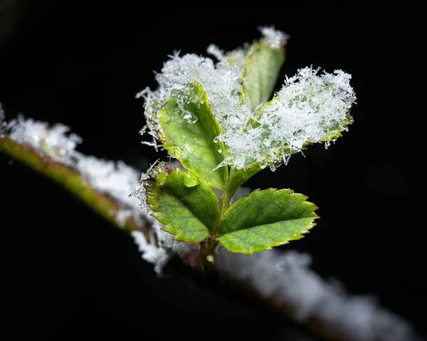 Tiro Close Ramo Uma Fábrica Com Alguns Flocos Neve — Fotografia de Stock