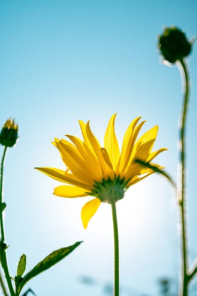 Vertical Shot Sawtooth Sunflower Growing Field Sunlight — 图库照片