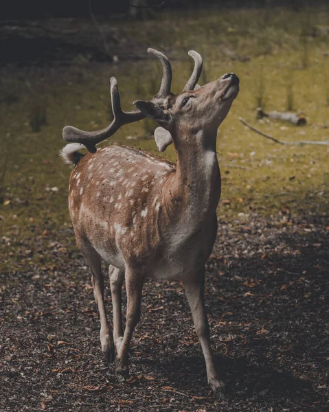 Vertikální Záběr Mladého Jelena Lese — Stock fotografie