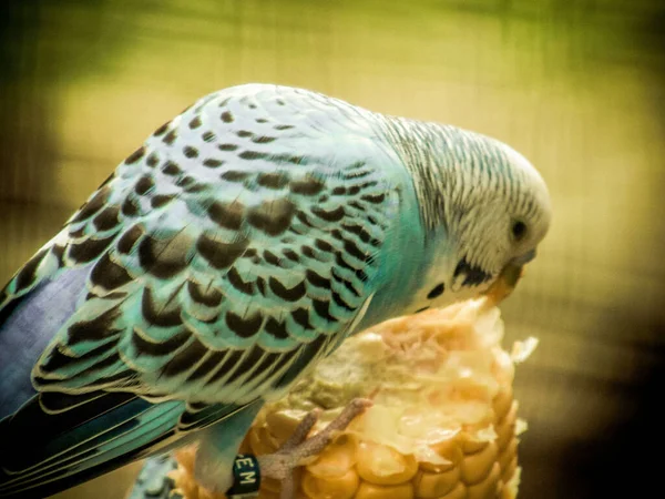 Egy Közelkép Egy Kék Papagájról Amint Kukoricát Eszik — Stock Fotó