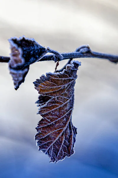 霜で覆われた乾燥した葉の垂直ショット — ストック写真