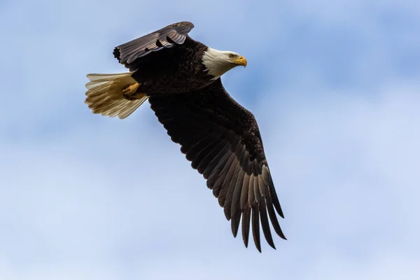 Lovely Bald Eagle Flying High Blue Cloudy Sky Daytime — Stock Photo, Image