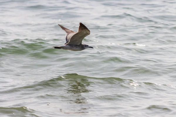 Een Albatros Vliegen Met Geopende Vleugels Golvende Zee Tijdens Zonnige — Stockfoto