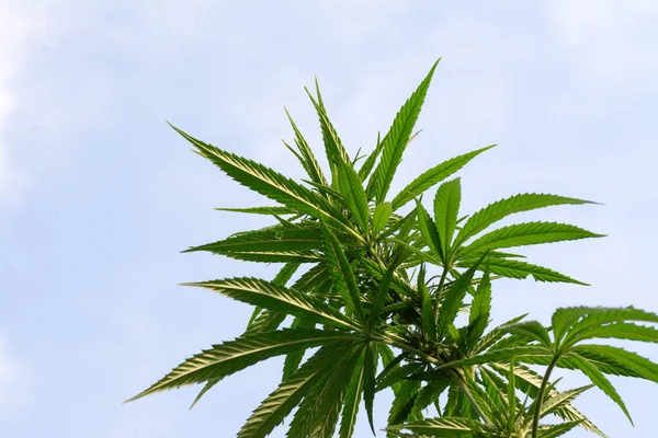 Låg Vinkel Skott Grön Cannabisväxt Växer Fältet — Stockfoto