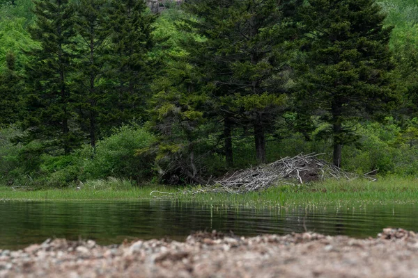 Spokojna Rzeka Zielony Las Sosnowy Parku Narodowym Arkadia Maine — Zdjęcie stockowe