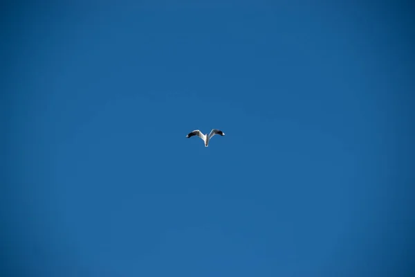 Racek Letící Modré Obloze — Stock fotografie