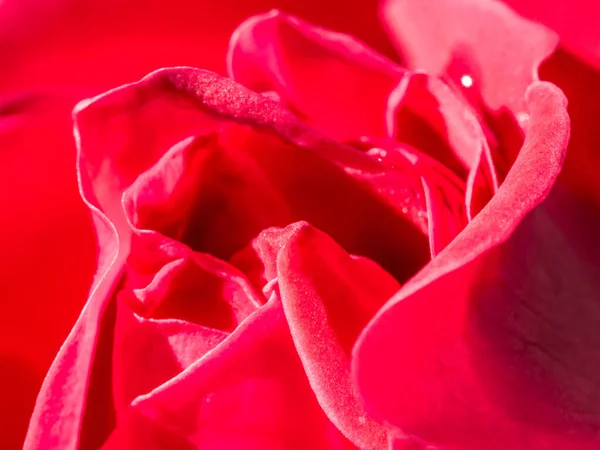 Plan Macro Une Rose Rose Avec Beaux Pétales — Photo