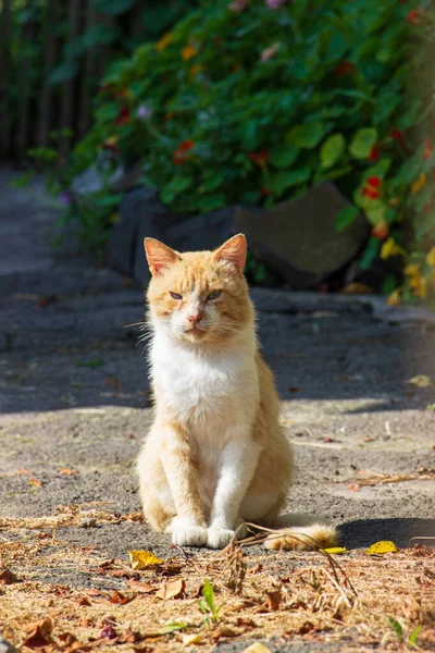 Ένα Πορτραίτο Μιας Χαριτωμένης Αδέσποτης Κοκκινοτρίχας Γάτας Ένα Πάρκο Κάτω — Φωτογραφία Αρχείου