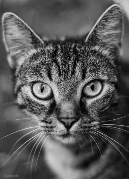 Vertical Shot Cat Looking Straight Camera Grayscale — Stockfoto
