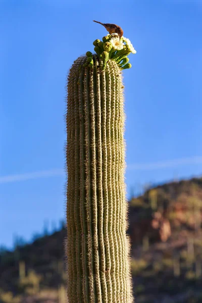 Vertical Shot Saguaro Cactus Growing Deserted Area Tuscany Italy — Stock Photo, Image