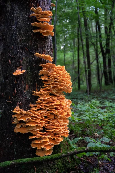 Ένα Κάθετο Πλάνο Του Μύκητα Αυξάνεται Ένα Δέντρο Ένα Δάσος — Φωτογραφία Αρχείου
