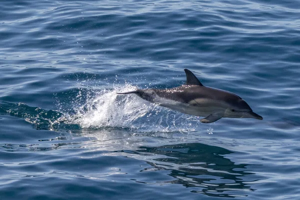 Delfin Hoppar Upp Vattnet — Stockfoto