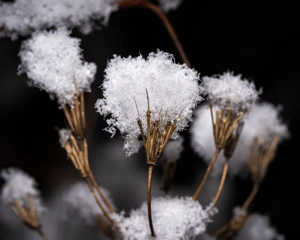 Eine Vertikale Aufnahme Einer Trockenen Pflanze Unter Dem Schnee — Stockfoto