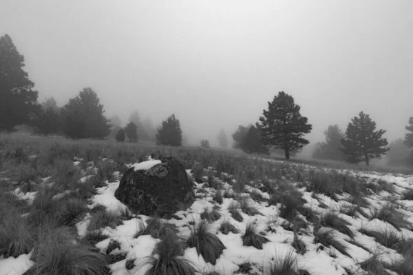ポンデローサの美しい雪景色松の木 — ストック写真