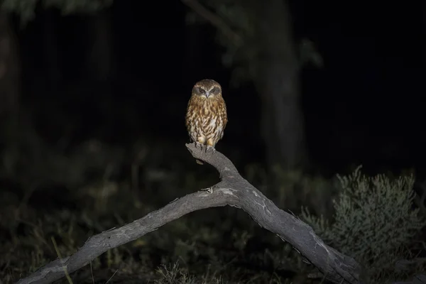 Pequeño Búho Posado Una Rama Bosque Por Noche — Foto de Stock