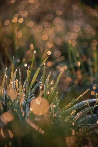 Altın Gün Batımında Rlanda Bokeh Işıkları Eşliğinde Güneşliklerde Çayır Çimlerinin — Stok fotoğraf