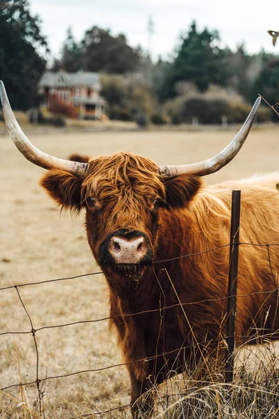 Vertical Shot Brown Bull Farm — Stock Photo, Image