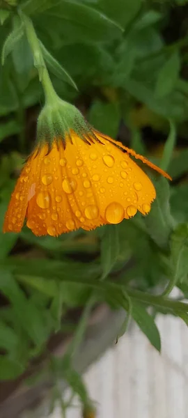 Primer Plano Hermosas Flores Jardín —  Fotos de Stock