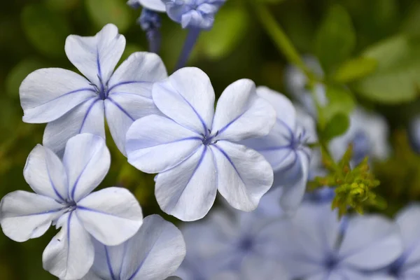 Крупный План Пламбаго Свинорог Виды Цветущих Растений Семействе Plumbaginaceae — стоковое фото