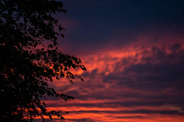 Silueta Stromů Listí Zářivém Pozadí Západu Slunce — Stock fotografie