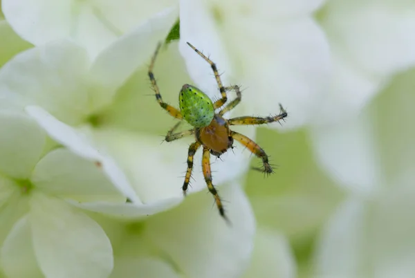 Primer Plano Una Araña Sobre Hermosas Flores Blancas —  Fotos de Stock