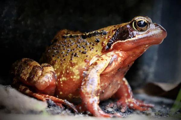 Detailní Záběr Ropuchy Jejím Stanovišti — Stock fotografie