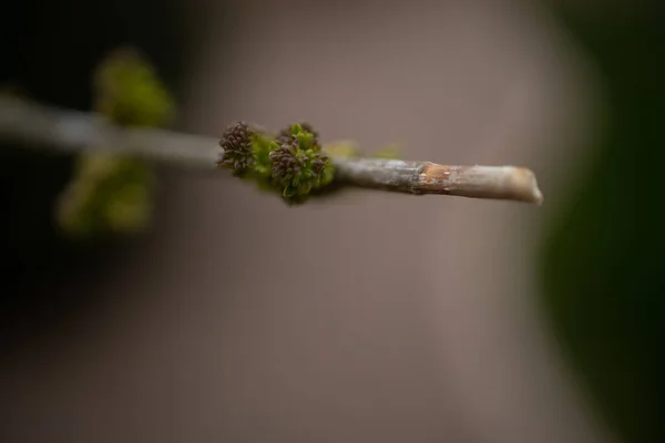 枝に新しい芽の選択的焦点ショット — ストック写真