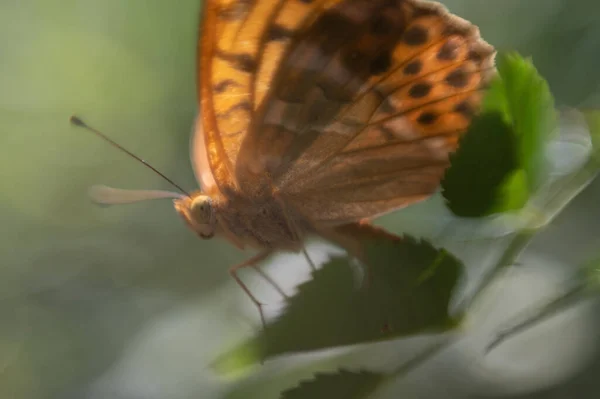 Gros Plan Papillon Orange Sur Une Feuille Dans Une Forêt — Photo