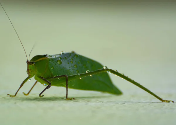 귀뚜라미의 매크로 — 스톡 사진