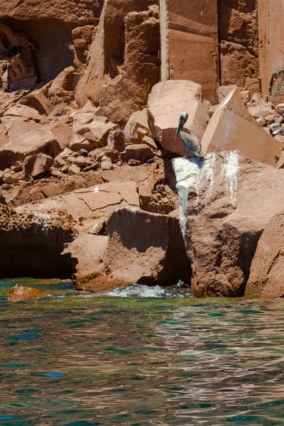 Pelikan Spoczywający Skale Meksyku — Zdjęcie stockowe