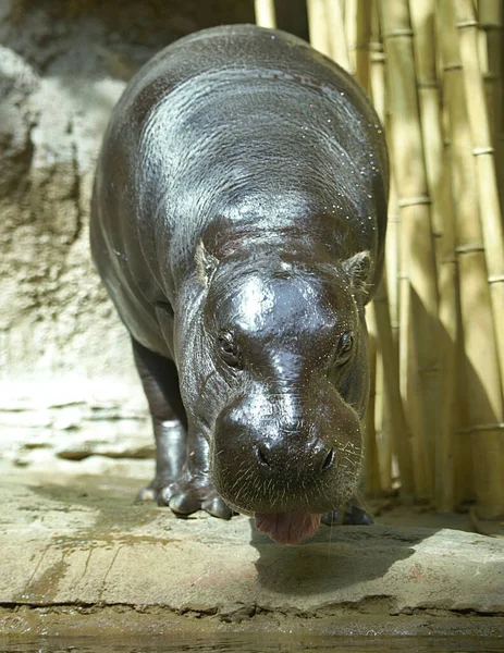 Eine Vertikale Aufnahme Eines Flusspferdes Zoo — Stockfoto