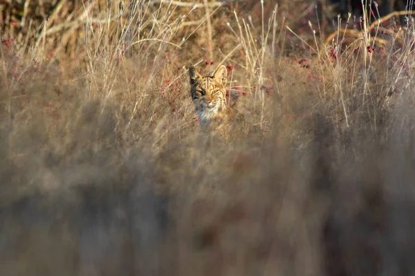 Lynx Herbe Séchée Pendant Journée — Photo