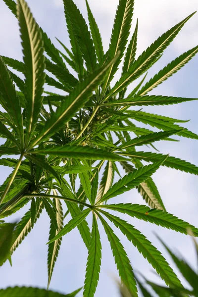 Låg Vinkel Skott Grön Cannabisväxt Växer Fältet — Stockfoto