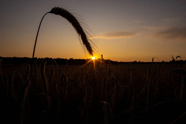 Uma Silhueta Planta Cana Uma Costa Pôr Sol — Fotografia de Stock